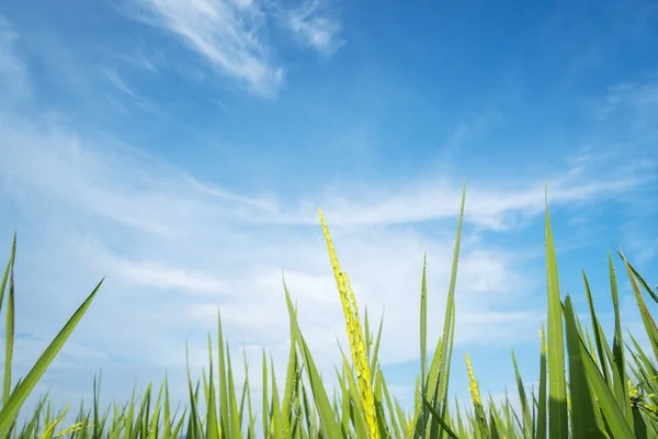 Groene rijstkorrel met blauwe hemel achtergrond — Stockfoto