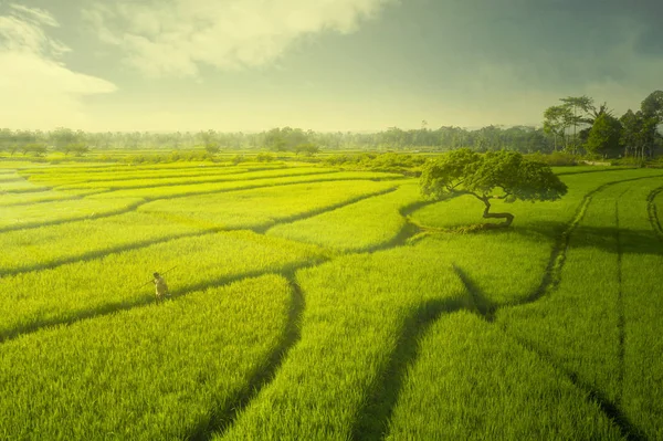 Hombre granjero caminando en el campo de arroz al atardecer — Foto de Stock