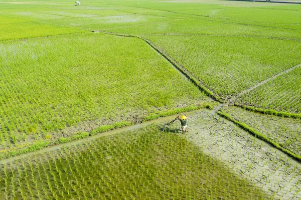 Homme agriculteur travaille avec une herse sur la rizière — Photo