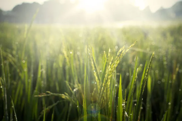 Paddy leaves with dew drops at sunrise time — Stock Photo, Image