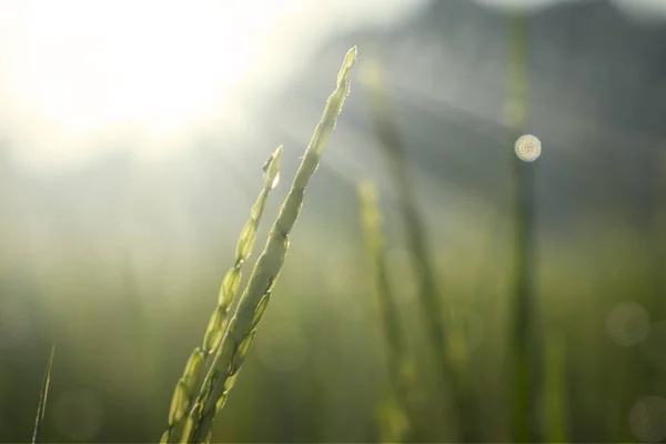 Rice leaves with dew in sunrise background — Stock Photo, Image