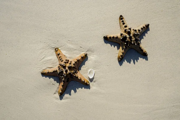 Dos estrellas de mar con una concha blanca en la arena —  Fotos de Stock