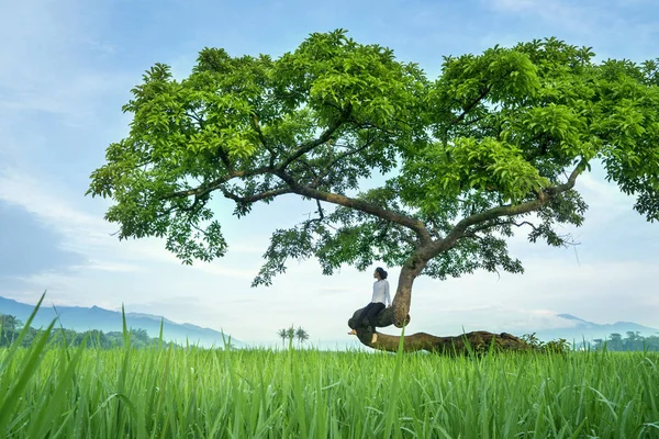 Young woman enjoys rice field view on a tree — Stock Photo, Image