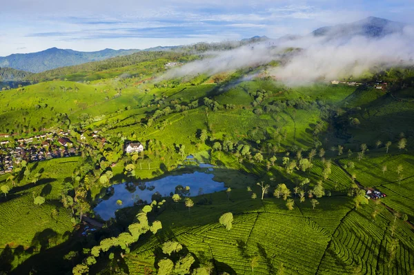 Pohled na čajové plantáže po ránu na Vysočině — Stock fotografie