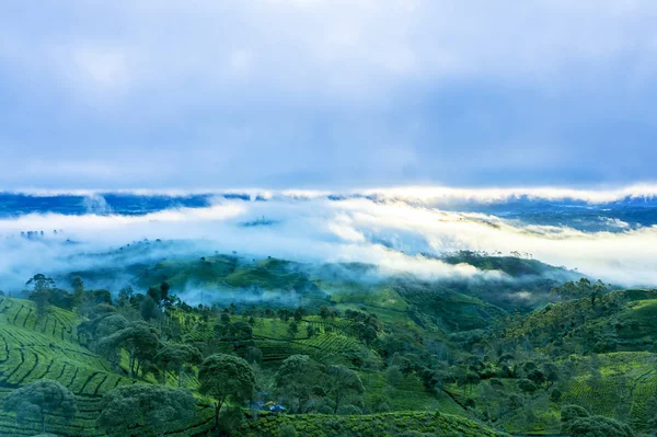 Beautiful foggy morning above tea plantation — Stock Photo, Image