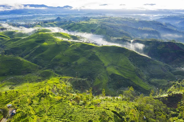 朝の茶畑の美しい高原 — ストック写真