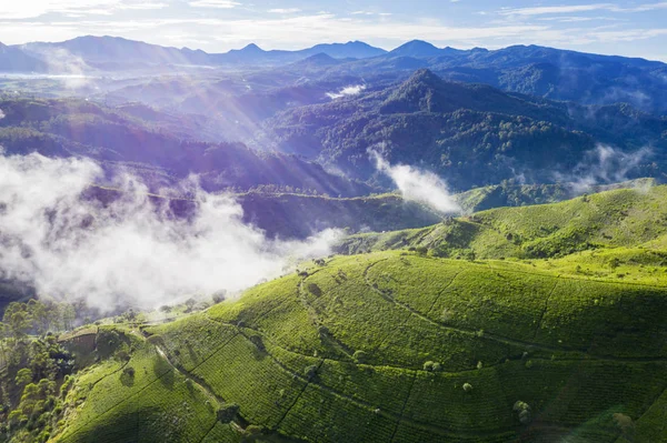 朝の美しい茶農園の丘の風景 — ストック写真