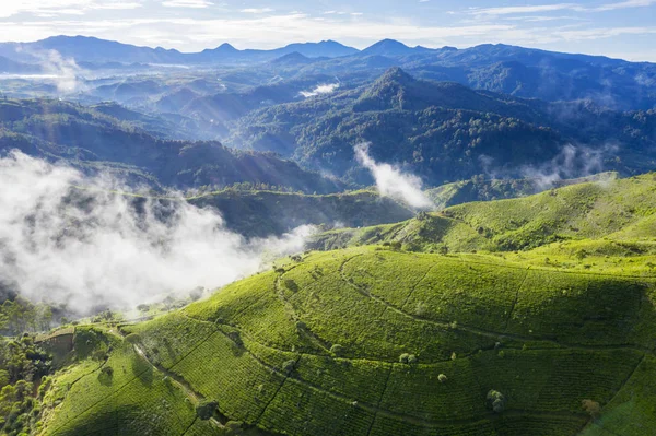 Schöne Teeplantage Hügel bei nebligem Morgen — Stockfoto