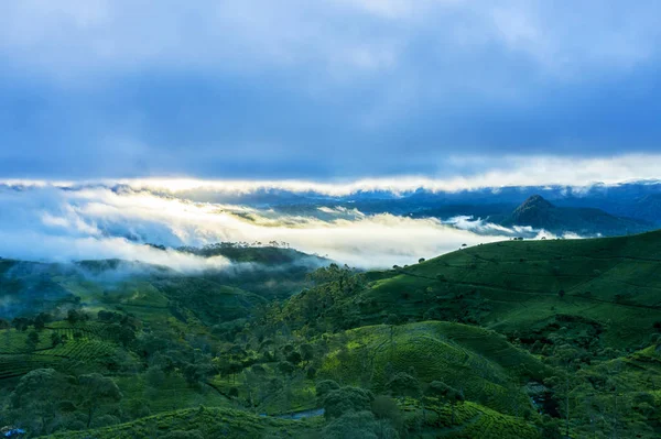 霧に覆われた美しい茶農園の丘 — ストック写真