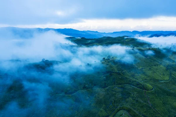 Nebliger Morgen über dem Hügel der Teeplantage — Stockfoto