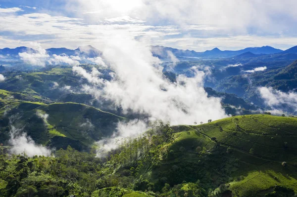 Maravilhosa manhã enevoada acima da plantação de chá — Fotografia de Stock