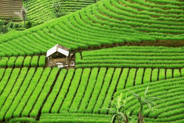 Bir hovel ile güzel yeşil teraslı alanlar