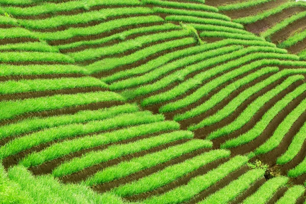 Удивительные зеленые пейзажи рисовых полей — стоковое фото