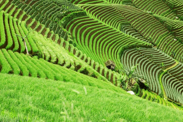 Ландшафт зеленых терракотовых ферм — стоковое фото