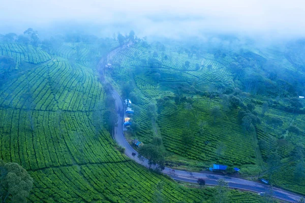 Mañana brumosa por encima de la plantación de té y un camino — Foto de Stock