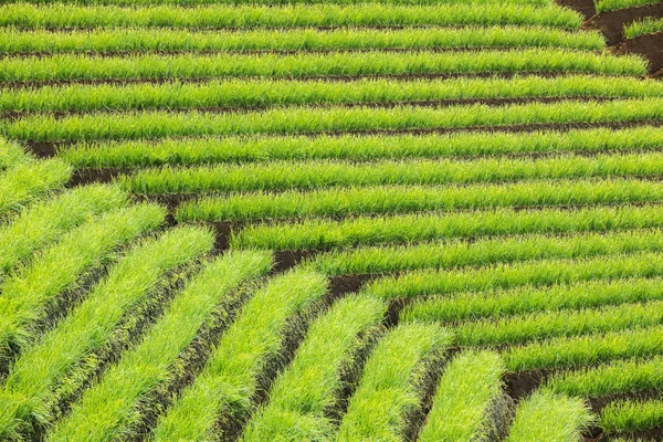 Groene landbouwgrond met terras systeem in Bali — Stockfoto