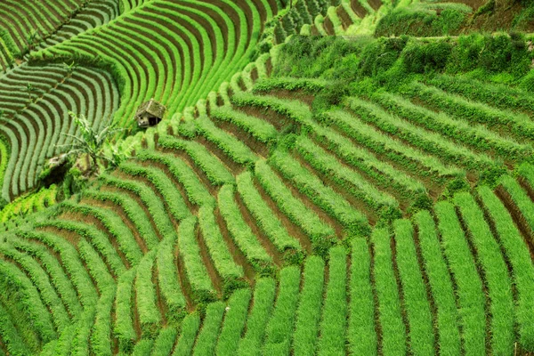 Terraced fields planted rice plant