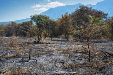 Kuru mevsimde yanmış çalılar ve ağaçlar