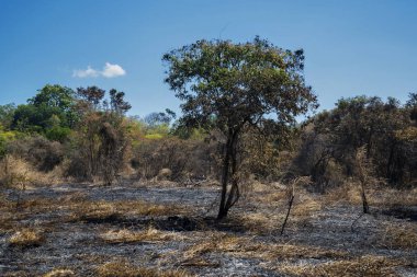 Baluran Milli Parkı 'nda yanmış orman