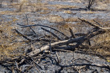 Burnt tree branches on the dry grassland clipart
