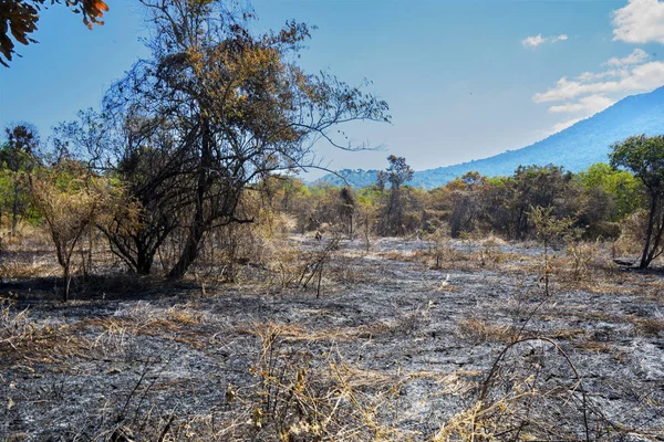Yanmış dalları ile kuru otlak