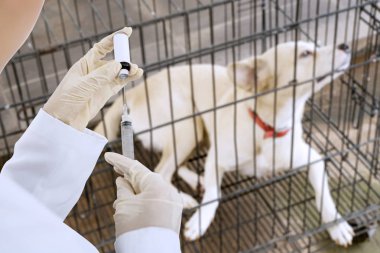 Veteriner elleri hasta bir köpek için bir aşı hazırlanıyor