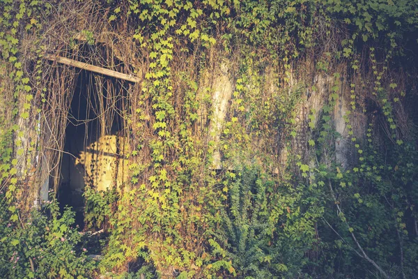 Opuštěný dům, pokrytý břečťanem — Stock fotografie