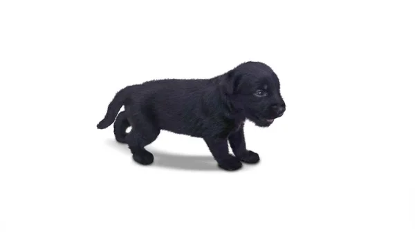 Black Labrador filhote de cachorro de pé no estúdio — Fotografia de Stock