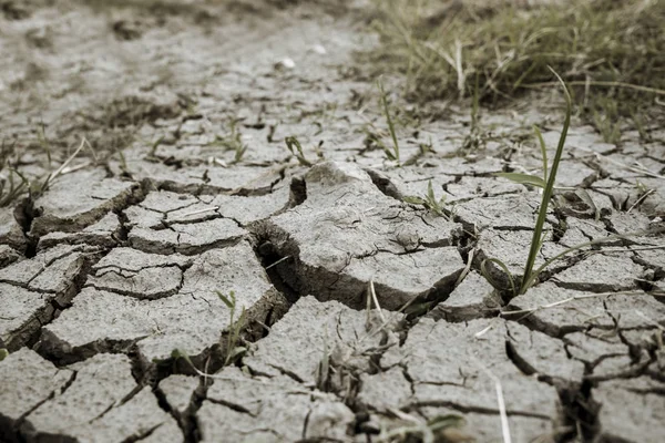 Gramíneas mortas com solo rachado na estação seca — Fotografia de Stock