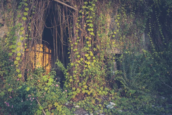 Usine de lierre envahi dans la maison effrayante — Photo