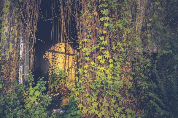 Τρομακτικό κτίριο καλυμμένο με πράσινο φυτό κισσός — Φωτογραφία Αρχείου
