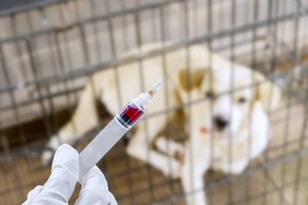 Dierenarts die een injectie met zieke hond houdt — Stockfoto