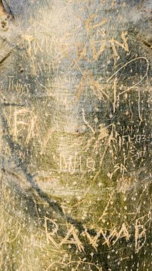 Ağaç gövdesine karalanmış gravür