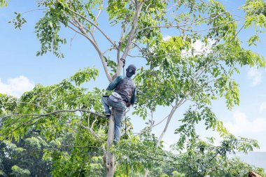 Oduncu budama dalları