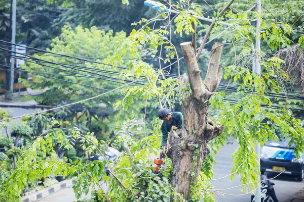 伐木工人正在用链锯砍倒一棵树 — 图库照片