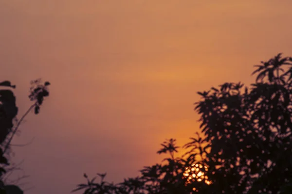 Силуэты ветвей деревьев против оранжевого неба — стоковое фото