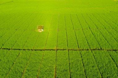 Bali 'de yeşil pirinç tarlaları olan bir çiftlik evi.