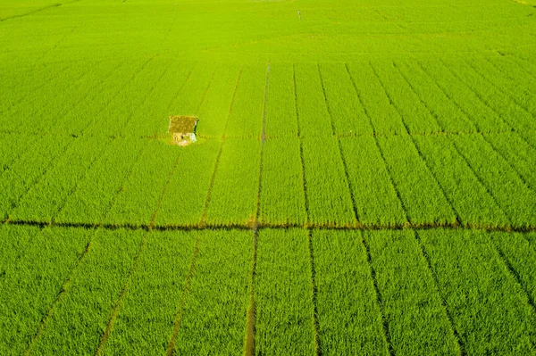 Cabana de agricultores com campos de arroz verde em Bali — Fotografia de Stock