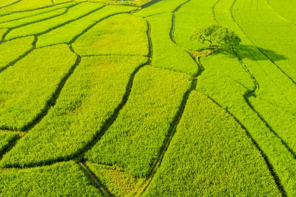 Escena aérea de campo de arroz verde con árboles —  Fotos de Stock