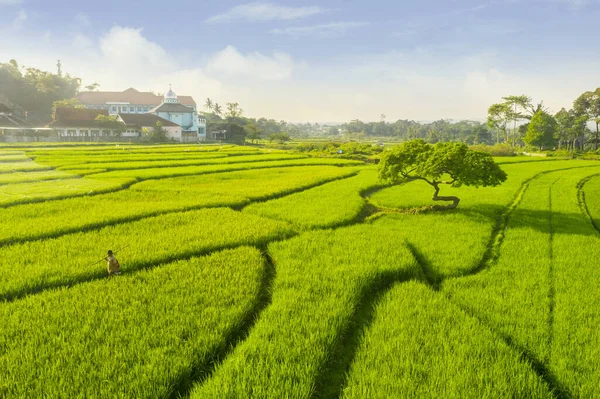 Мужчина фермер, гуляющий по рисовому полю в солнечный день — стоковое фото