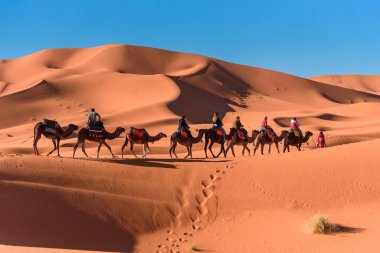 Karavan Fas 'taki Merzouga Sahra Çölü' nde yürüyor.