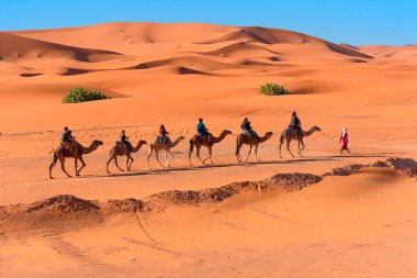 Karavan Fas 'taki Merzouga Sahra Çölü' nde yürüyor.