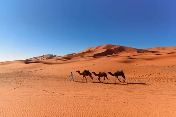 Berber człowiek prowadzący przyczepę kempingową wielbłąda na wydmach Erg Chebbi Sand na Saharze — Zdjęcie stockowe