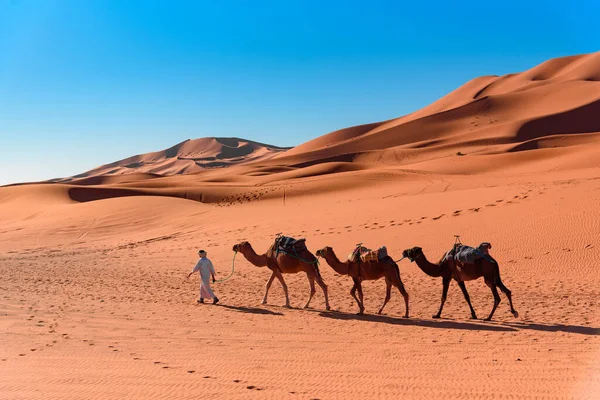 Berber man leading camel caravan in Erg Chebbi Sand dunes in Sahara Desert — Stock Photo, Image