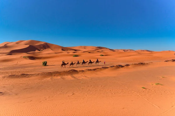 Caravane marchant dans le désert du Sahara Merzouga sur le Maroc — Photo