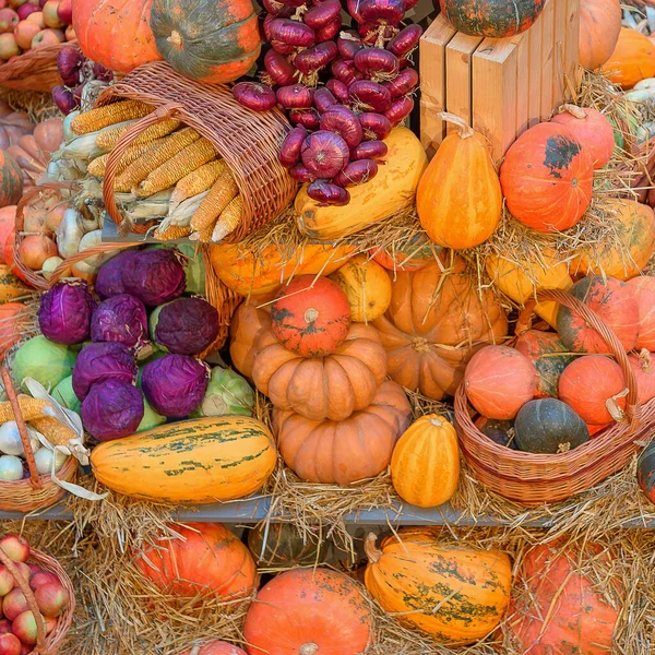 Autumn concept with seasonal fruits and vegetables — Stock Photo, Image