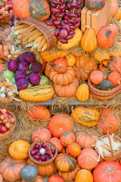 Autumn concept with seasonal fruits and vegetables — Stock Photo, Image