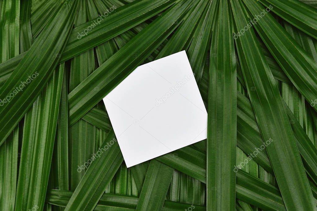 Tropical green leaves background with paper frame copy space in the center, Natural pattern concept, Top view.
