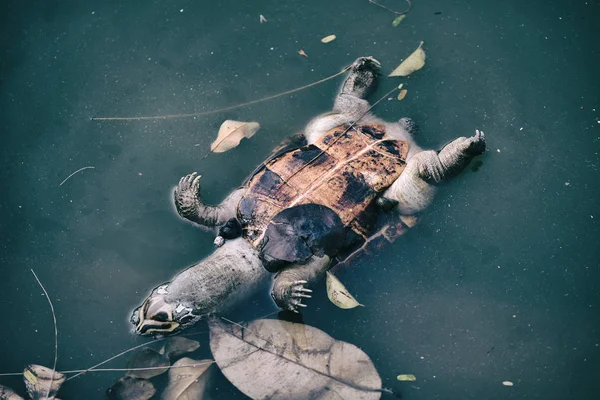 Проблема Загрязнения Мертвая Черепаха Токсичной Воде Загрязненная Окружающая Среда Лицензионные Стоковые Изображения