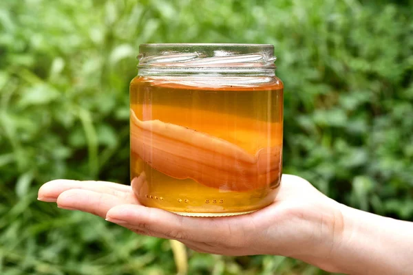 Scoby, el ile kombucha çayı, çay mantar tutarak sağlıklı fermente gıda, probiyotik beslenme içecek iyi bir denge sindirim sistemi için.